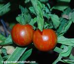 گوجه‌فرنگی سیاه - Lycopersicon melanocarpa